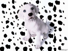 Foto di dalmata21