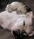 Foto di loop0