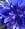 magiablue