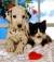 AcomeamoreEanimali2