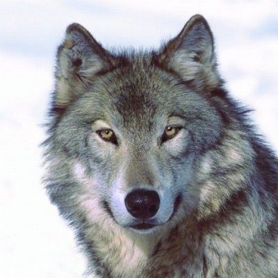 Se copi, violi le regole della Community