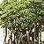 Banyantree