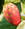 Bastardo_nel_dna3