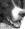 Bilacus