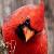 Cardinalsfan79