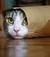 Catigola
