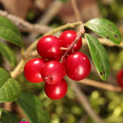 Cranberry.Red