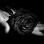 Dark_Angel.0