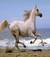 EPONA_la_dea
