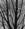 Edom_one