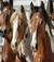 Equihorselove