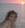 EvelineH