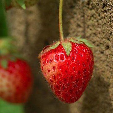 Fragola_1228