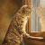 Gattoallafinestra