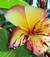 Ibrido_di_Rainbow