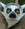 InvisibleEagle