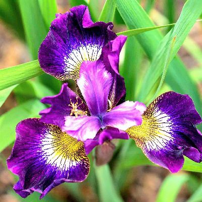 Iris.2026