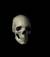 La_volpe_nera82