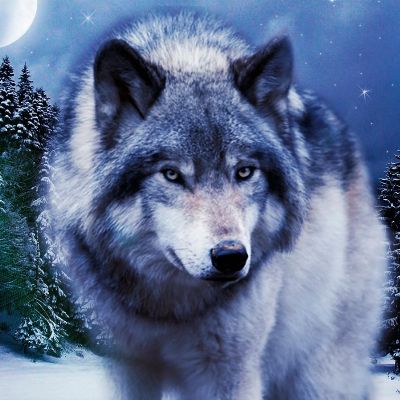 Lonewolf2081