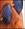 Maldestra