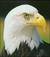 MyEagle