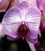 OrchideaStellata