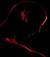 Padrone_dell_Anima
