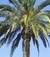 Palm26