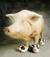 PigTimmy