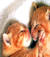 Pippo_8223