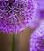 Purple_oleander