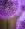 Purple_oleander