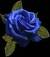 Rosa_Sul_Corpo