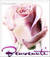 Rosellina35