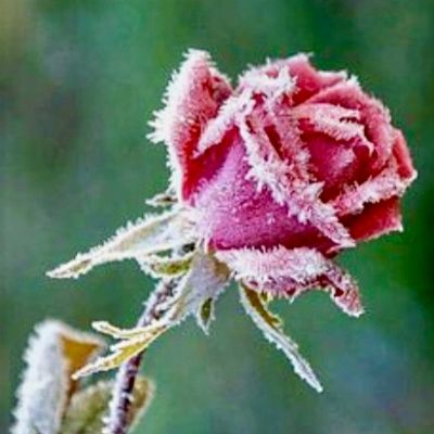 RosellinaFF