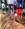 Rougenne_81