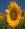 Schnier78