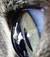 Tarty62