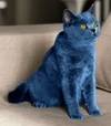UnGattoBlu
