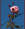 Una.Rosa