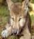XXXWOLFXXX