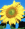 alcyone_1975
