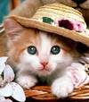 alfonsina.donna