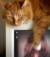 animal_life_2008