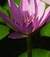 anna59.a