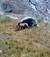 antas_2008