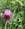 antonia_arbia