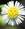 antonietta_sardegna