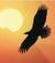 aquila.in.volo
