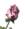asiaelo